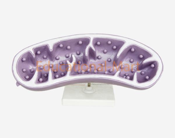 Model of Mitochondrion