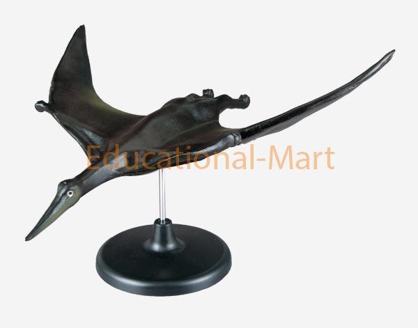 Model of Pterodactyl Pterosaur