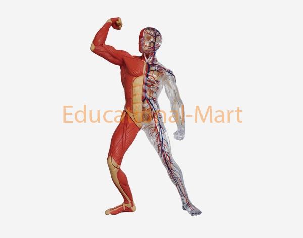 Model of Human Muscle (mini size)