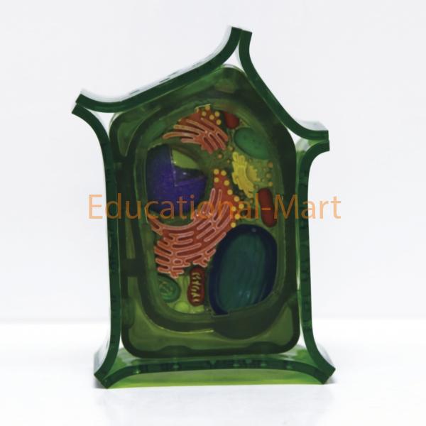 Model of plant cell