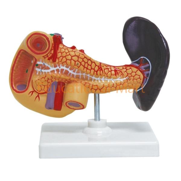 Model of spleen Pancreas and Duodenum