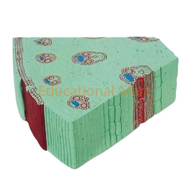 Educational Monocot Stem Model