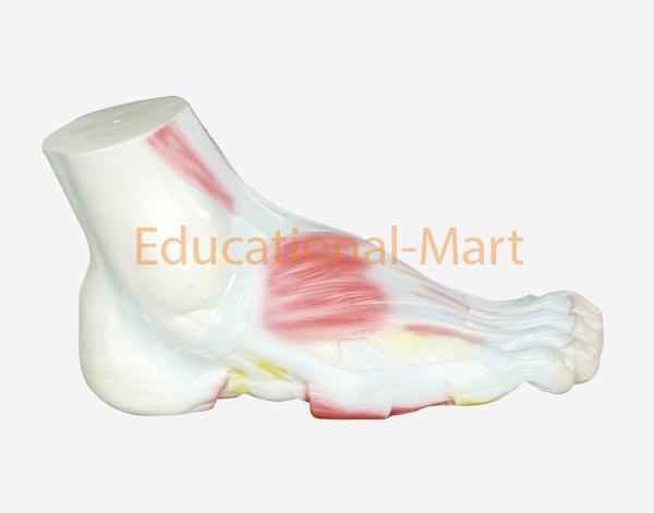 Muscles,Blood Vessels and Nerves of the Sole of the Foot