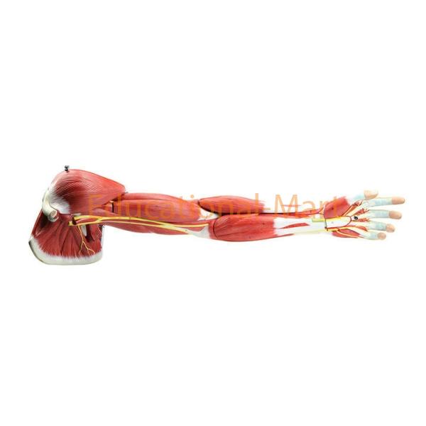 Muscles of the Human Arm, 7 parts