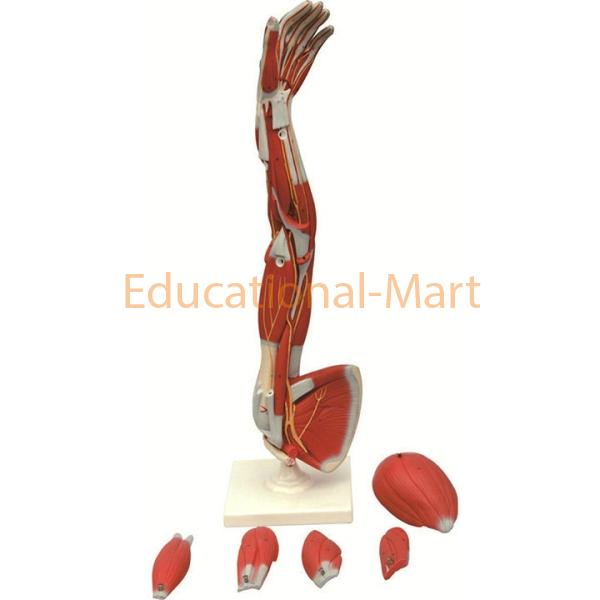 Muscles of the Human Arm
