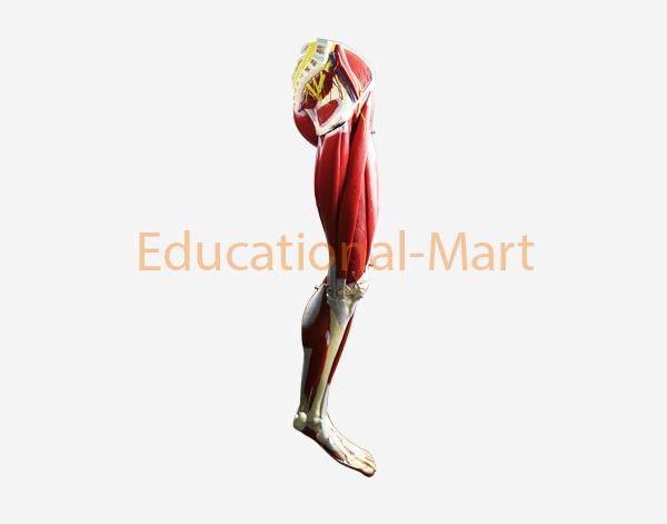 Muscles of the Human Leg,13 Parts
