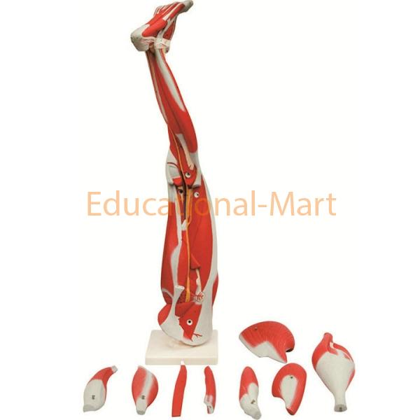 Muscles of the Human Leg, 9 parts