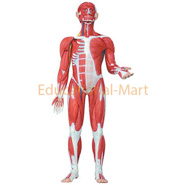 Muscular Figure, 30 parts Muscle Model