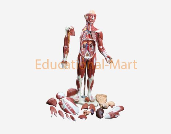 Muscular Figure, 30 parts