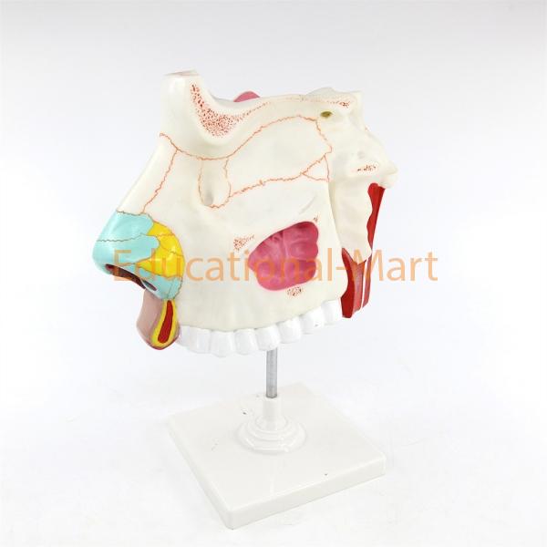 Nasal Cavity 3 Parts Anatomy Model