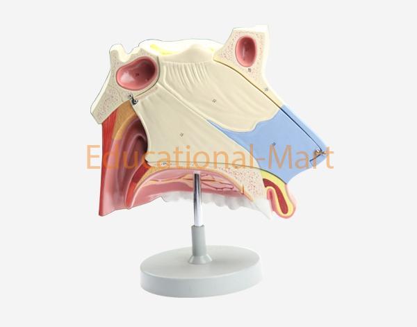 Nasal Cavity, 3 parts