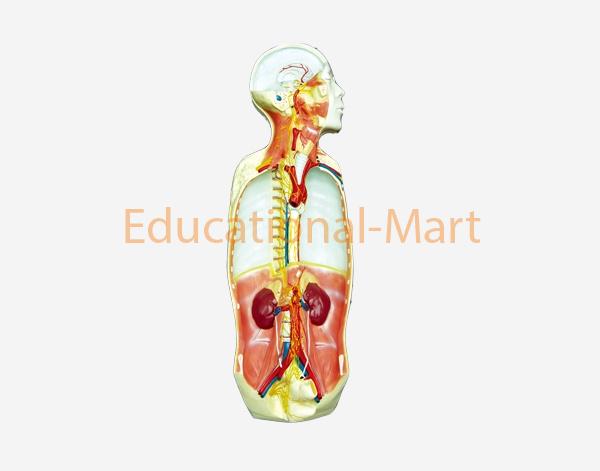 Natural Anatomy of Autonornic Nervos Systematic Dissection