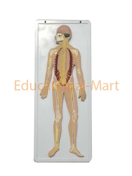 Nervous System