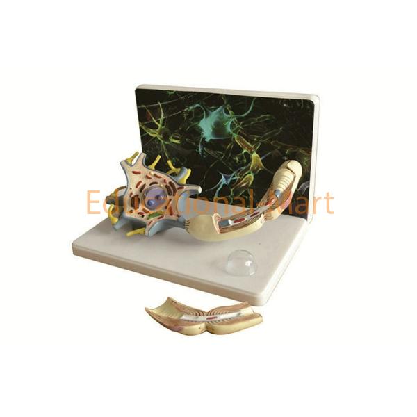 Neuron Model