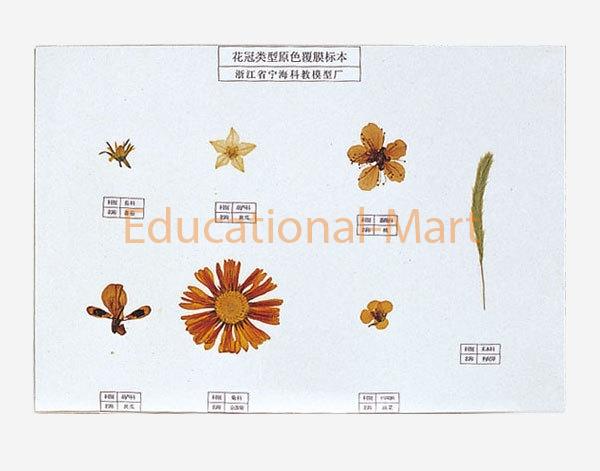 Petal Types