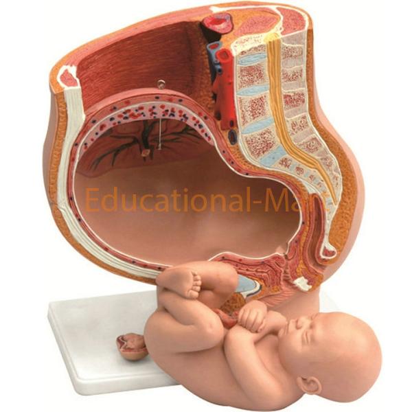 Pregnancy Pelvis with Mature Fetus, 2 Parts