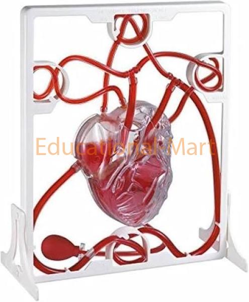 Pumping Heart Pumping Heart Model