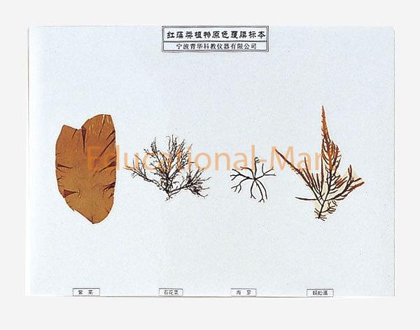 Red Algae