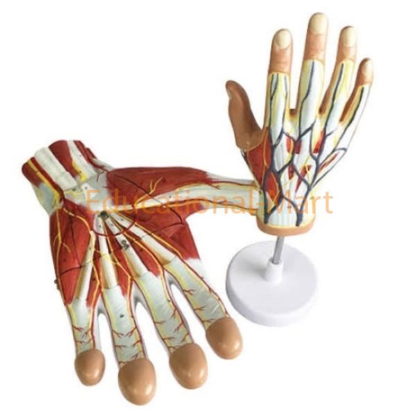 Educational Regional Anatomy Hand Model 7