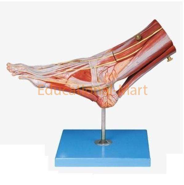Educational Regional Anatomy of The Foot Model