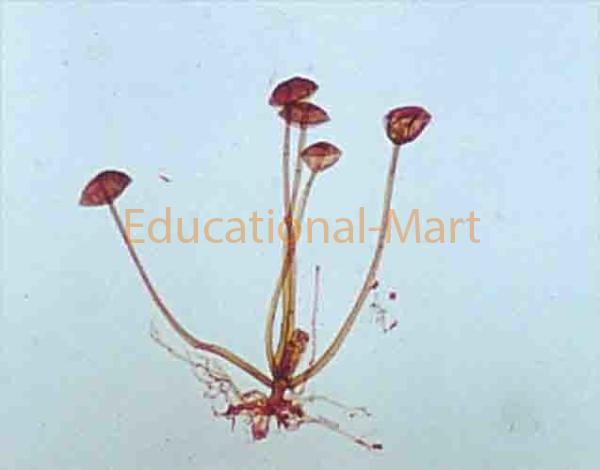 Rhizopus.w.m.
