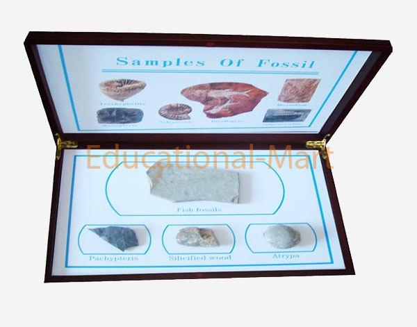 Samples of Fossil