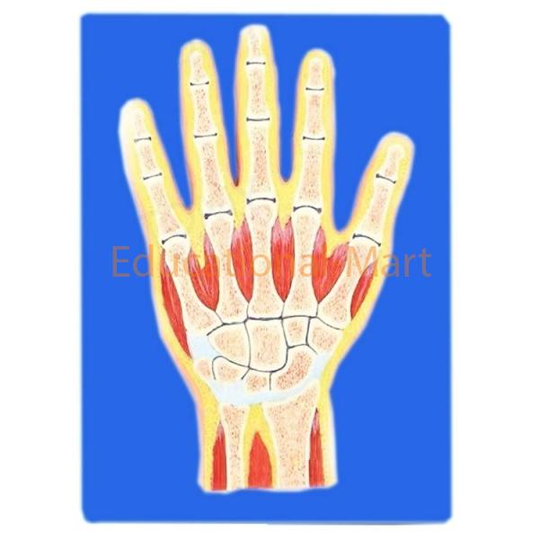 Educational Section Through Hand Bone Model