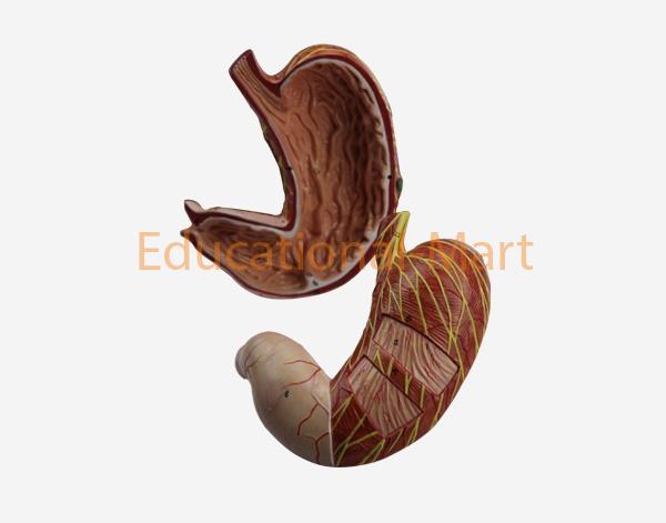 Stomach 1.5 Times of Life Size