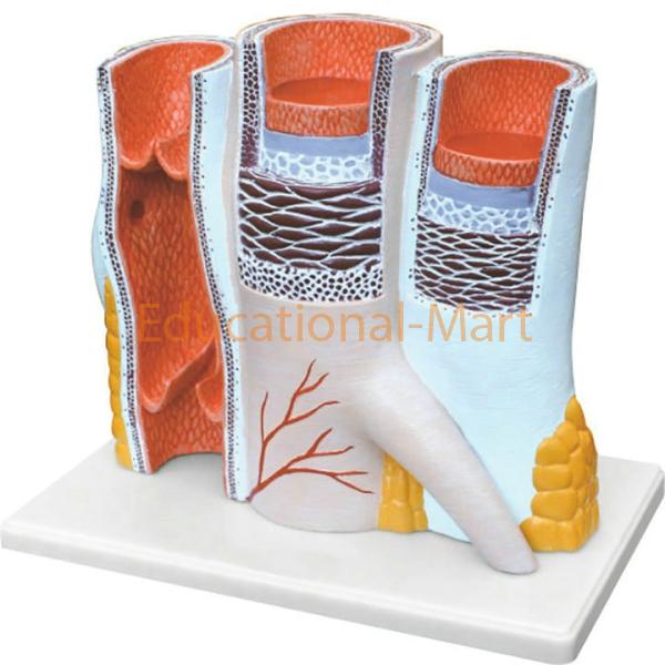 Structure of Artery and Vein