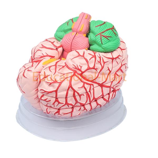 Super Brain with Arteries Model