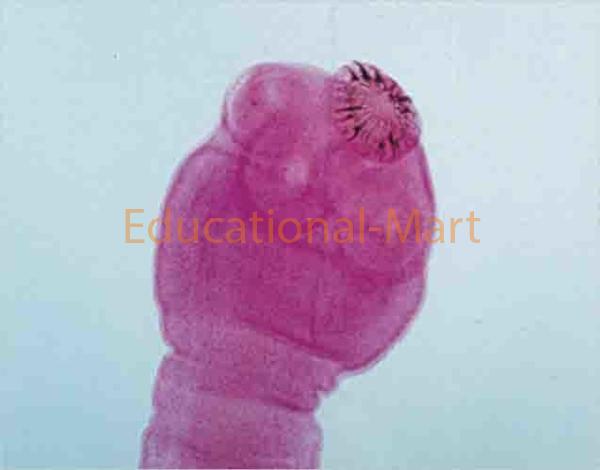 Taenia Solium Scolex.w.m.