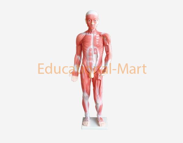 Tall Muscular Body Model