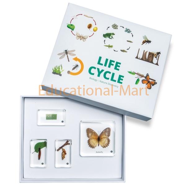 Educational The Growth Of Butterfly Specimen