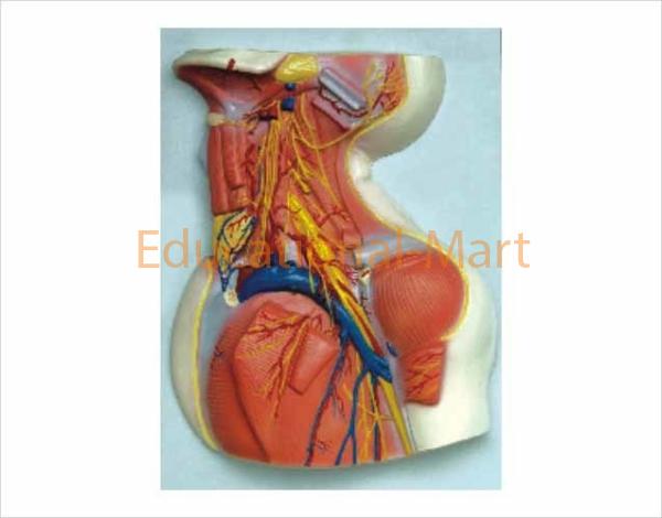 The Model Deep Muscles Blood Vessele and Nerves of the Head and Neck