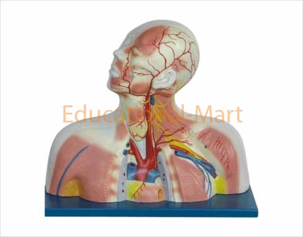 The Model Medial Muscles Blood Vessele and Nerves of the Head and Neck