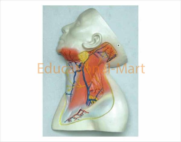 The Model Sublimis of Muscles Blood Vessele and Nerves of the Head and Neck