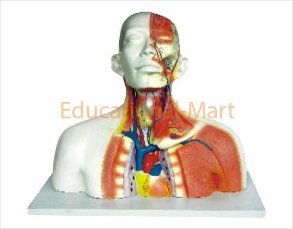 The Model of Veins of the Head Neck and Thoracil