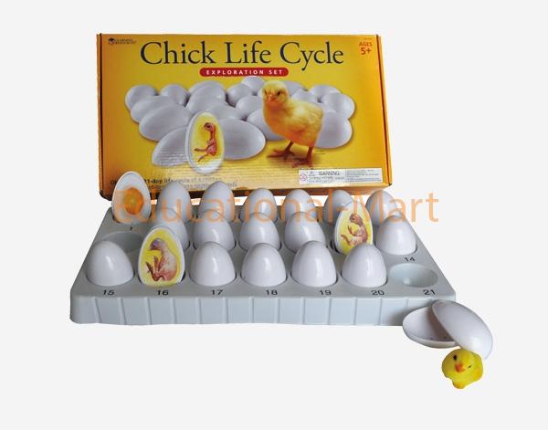 The model of Chicken Embryonic Development Process