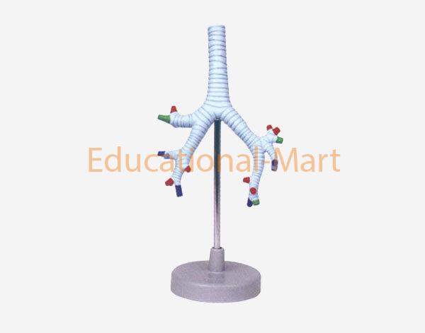 The Trachea,Bronchi and Broncho-Pulmonary Segments Musculature
