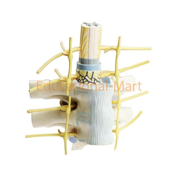 Thoracic Vertebrae with Spinal Cord