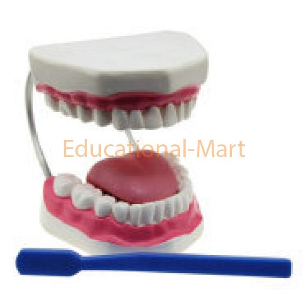 Tooth Hygiene Set Teeth Model