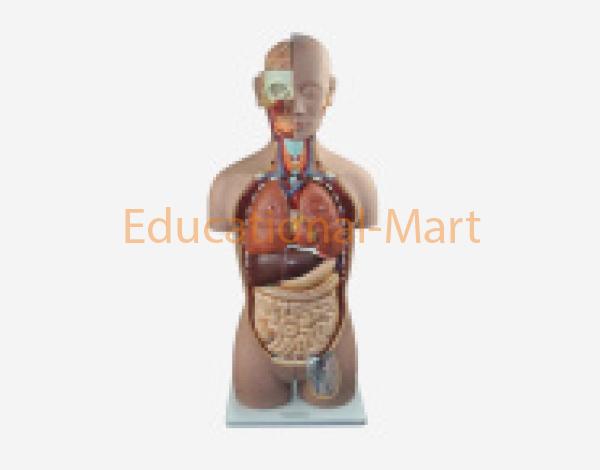 Torso Sexless, 16 Parts Medical Science Model