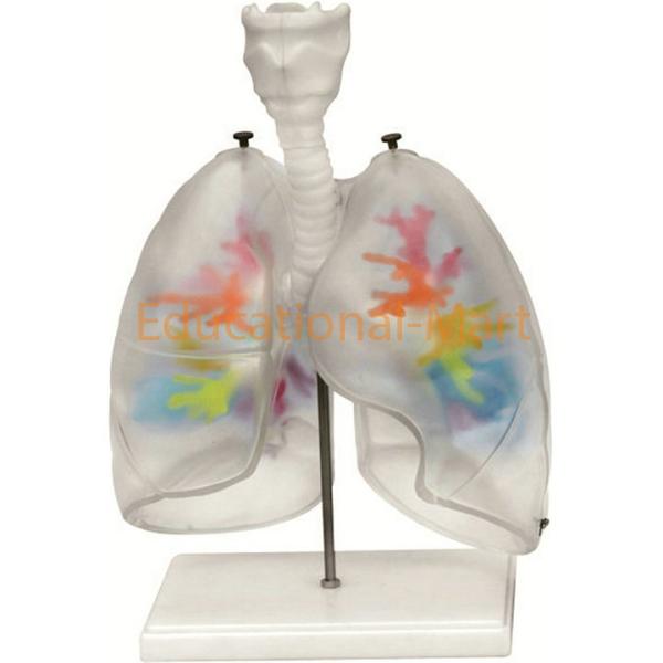 Transparent Lungs with Broncial Tree