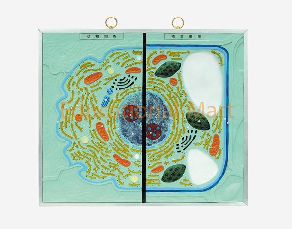 Ultrastructure Of Animal And Plant Cell