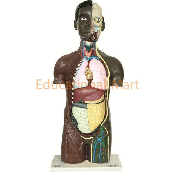 Unisex Torso