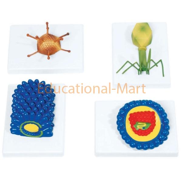 Educational Virus Model