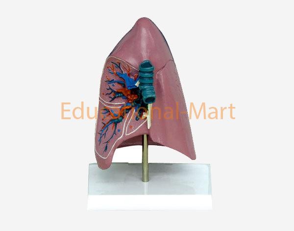 West Desk type, Anat-Trachea / Lung Model W/Description Plate
