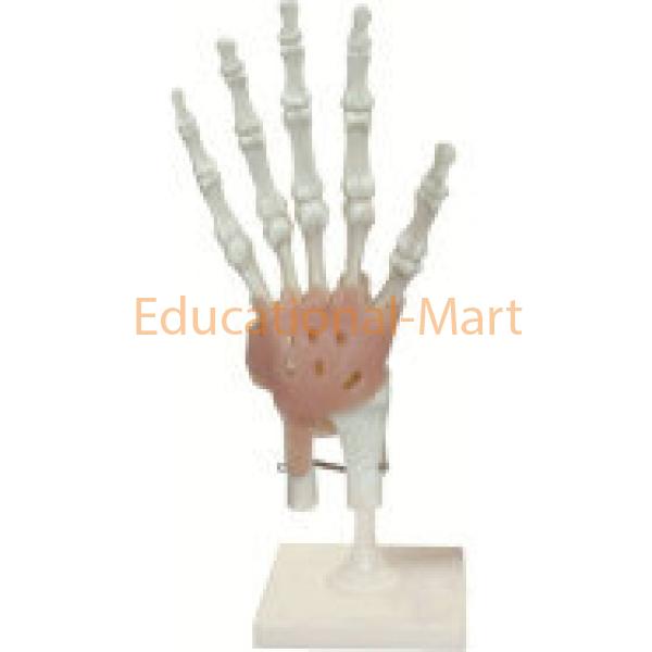 keleton Model of Human Hand Model